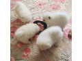 kc-boy-pomeranian-puppies-small-0