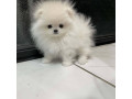 kc-boy-pomeranian-puppies-small-2