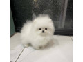 kc-boy-pomeranian-puppies-small-1