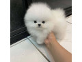 kc-boy-pomeranian-puppies-small-3