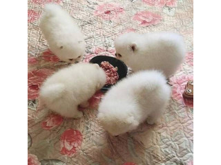 Kc Boy Pomeranian puppies.