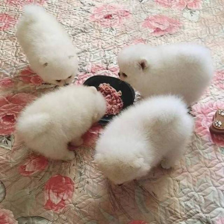 kc-boy-pomeranian-puppies-big-0