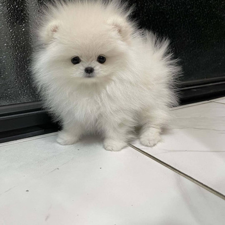 kc-boy-pomeranian-puppies-big-2
