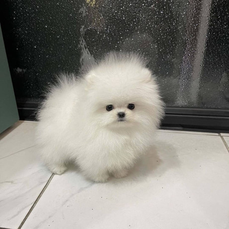 kc-boy-pomeranian-puppies-big-1