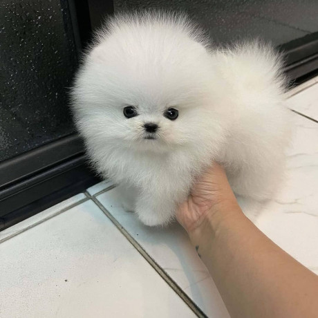 kc-boy-pomeranian-puppies-big-3