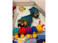 african-grey-and-macaw-parrots-for-sale-small-4