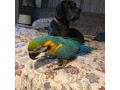 african-grey-and-macaw-parrots-for-sale-small-3
