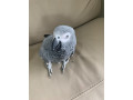 african-grey-and-macaw-parrots-for-sale-small-0