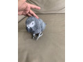 african-grey-and-macaw-parrots-for-sale-small-1