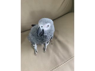 African Grey and macaw parrots for sale