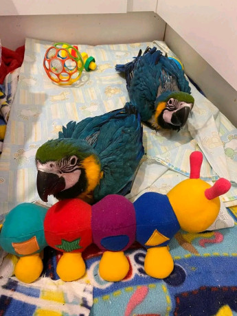 african-grey-and-macaw-parrots-for-sale-big-4