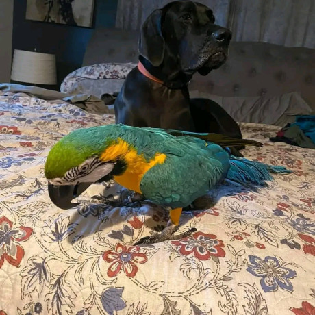 african-grey-and-macaw-parrots-for-sale-big-3
