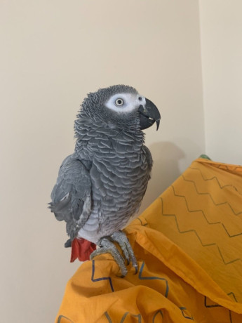 african-grey-and-macaw-parrots-for-sale-big-2