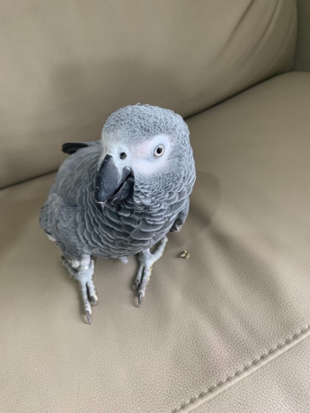african-grey-and-macaw-parrots-for-sale-big-0