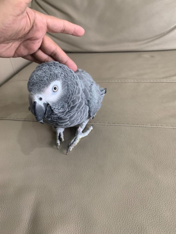 african-grey-and-macaw-parrots-for-sale-big-1