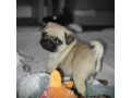 pug-puppies-ready-to-go-home-small-1