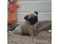 pug-puppies-ready-to-go-home-small-2
