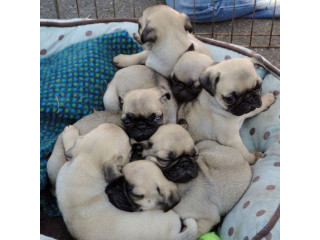 Pug Puppies Ready to go home
