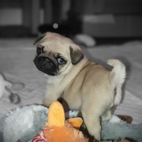 pug-puppies-ready-to-go-home-big-1