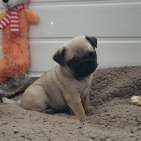 pug-puppies-ready-to-go-home-big-2