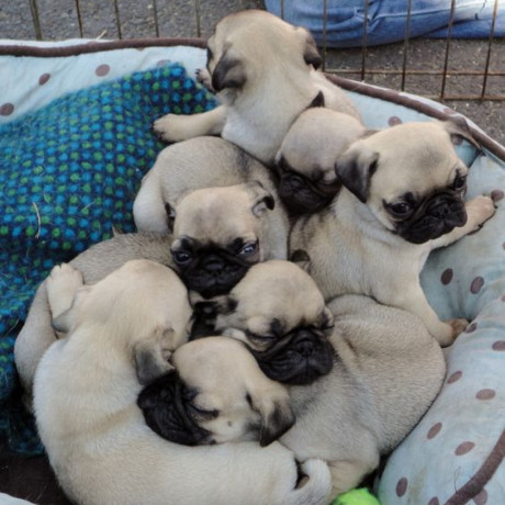 pug-puppies-ready-to-go-home-big-0