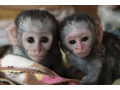 pygmy-marmoset-viber-small-0