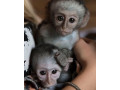 pygmy-marmoset-viber-small-1