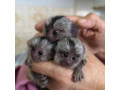pygmy-marmoset-viber-small-2
