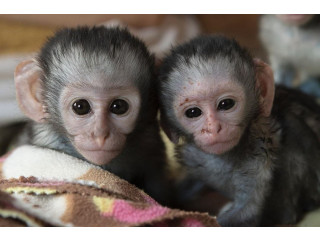 Pygmy Marmoset –(viber : [***] 