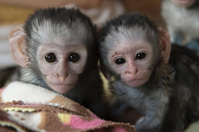pygmy-marmoset-viber-big-0