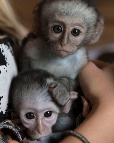 pygmy-marmoset-viber-big-1