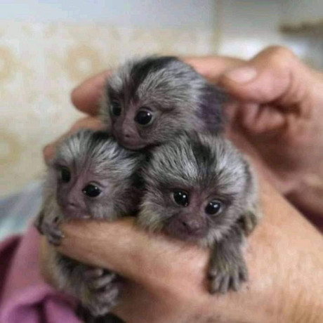 pygmy-marmoset-viber-big-2