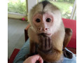 healthy-affectionate-and-home-raised-capuchin-monkeys-for-sale-small-3