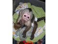 healthy-affectionate-and-home-raised-capuchin-monkeys-for-sale-small-2