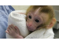 healthy-affectionate-and-home-raised-capuchin-monkeys-for-sale-small-0