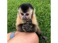 healthy-affectionate-and-home-raised-capuchin-monkeys-for-sale-small-1