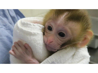 Healthy, Affectionate, and Home-Raised Capuchin Monkeys For Sale