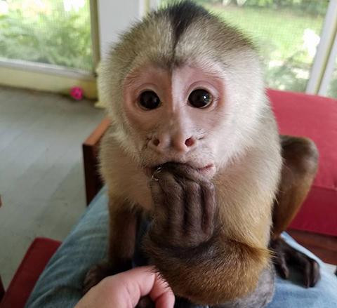 healthy-affectionate-and-home-raised-capuchin-monkeys-for-sale-big-3