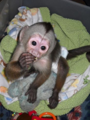 healthy-affectionate-and-home-raised-capuchin-monkeys-for-sale-big-2