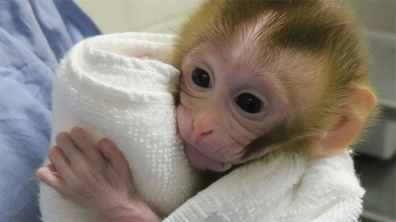 healthy-affectionate-and-home-raised-capuchin-monkeys-for-sale-big-0