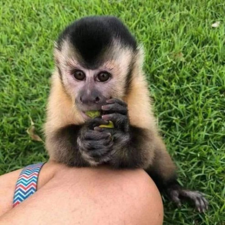 healthy-affectionate-and-home-raised-capuchin-monkeys-for-sale-big-1
