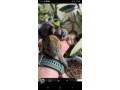 lovely-finger-marmoset-and-capuchin-monkeys-for-sale-small-0