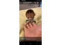lovely-finger-marmoset-and-capuchin-monkeys-for-sale-small-1