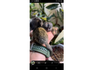 Lovely Finger Marmoset and capuchin Monkeys for sale