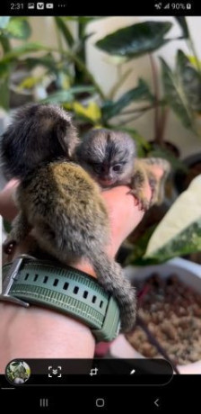 lovely-finger-marmoset-and-capuchin-monkeys-for-sale-big-0