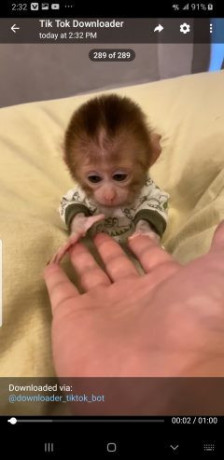 lovely-finger-marmoset-and-capuchin-monkeys-for-sale-big-1